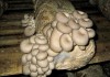 Фото Зерновой мицелий грибов