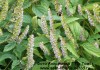 Фото Эльсгольция - редкое ароматическое и лекарственное растение в вашем саду.
